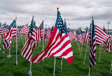 American flags in a green field